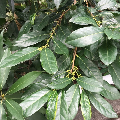 Aporosa octandra (Aporosa octandra)