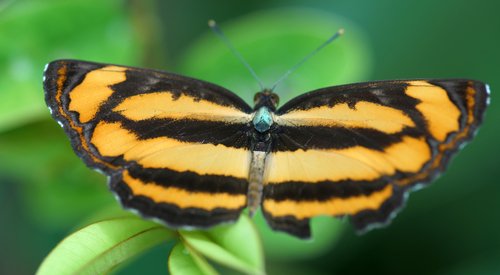 Common Lascar