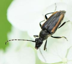 Brachyleptura