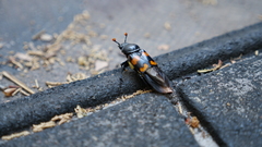 Nicrophorus carolina