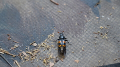 Nicrophorus carolina