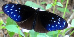 Euploea mulciber mulciber