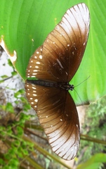 Euploea core godartii