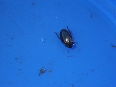 Agabus disintegratus