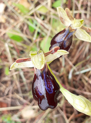 Ophrys fusca iricolor