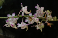 Aerides odorata, photograph (c) Fathurrahman Sidiq, some rights reserved (CC BY)
