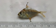 Leiognathidae