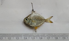 Leiognathidae