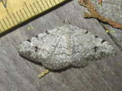 Digrammia pallidata