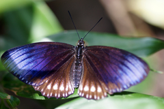Euripus nyctelius