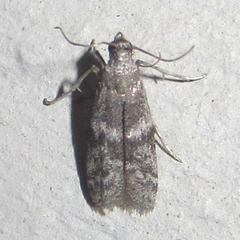 Eurythmia hospitella