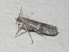 Eurythmia hospitella