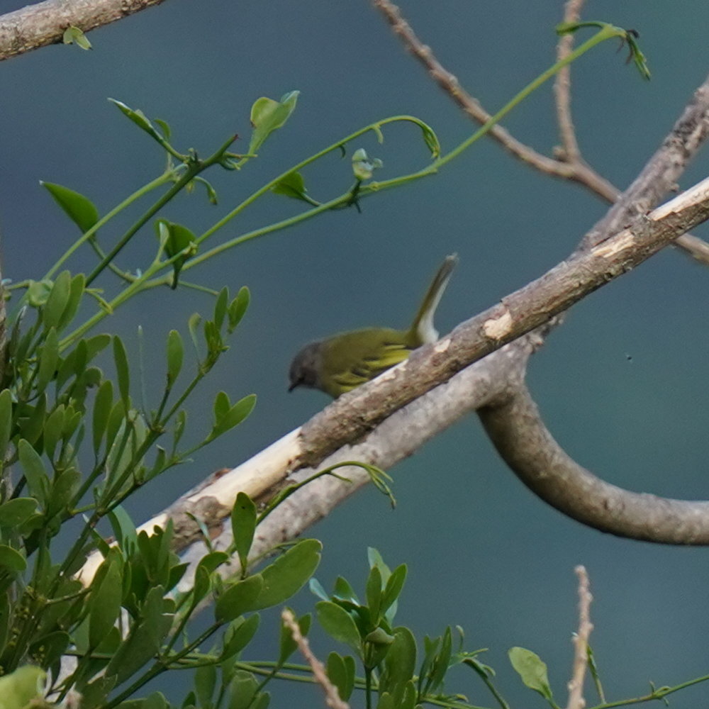 Grey-capped Tyrannulet (Phyllomyias griseocapilla), photo 3