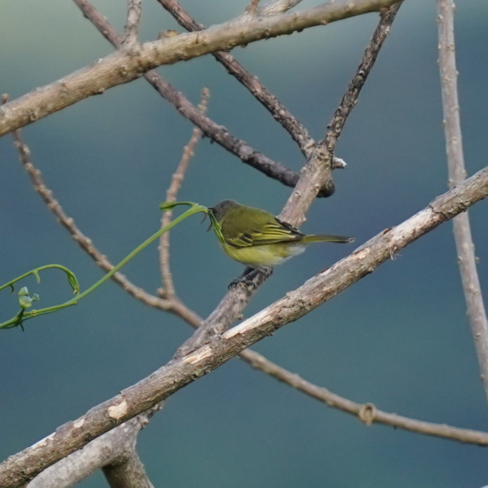 Grey-capped Tyrannulet (Phyllomyias griseocapilla), photo 2