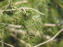 Picea