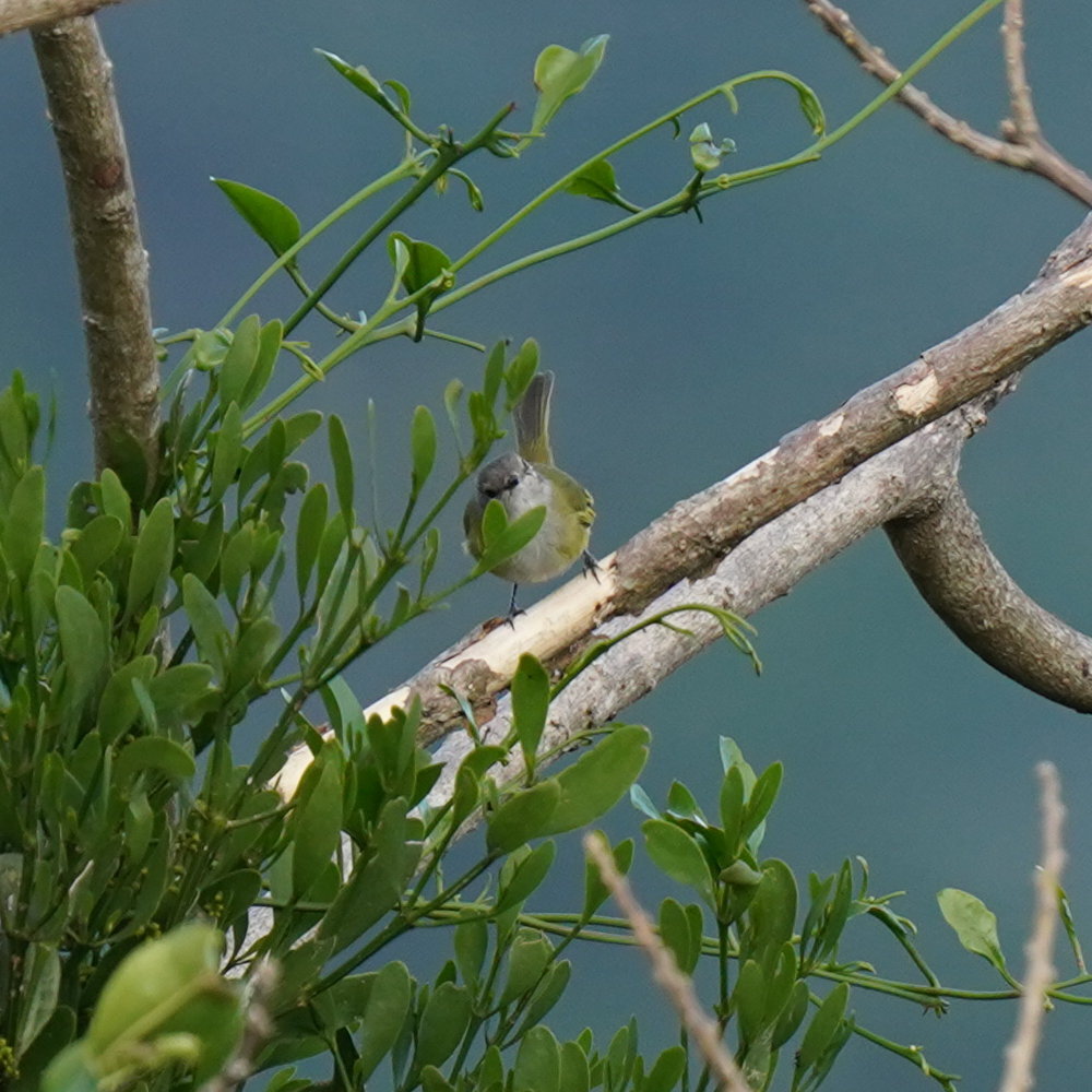 Grey-capped Tyrannulet (Phyllomyias griseocapilla), photo 4