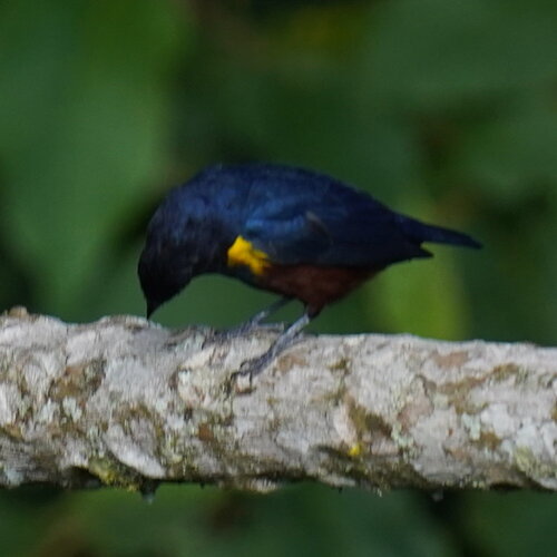 Chestnut-bellied Euphonia (Euphonia pectoralis), photo 4