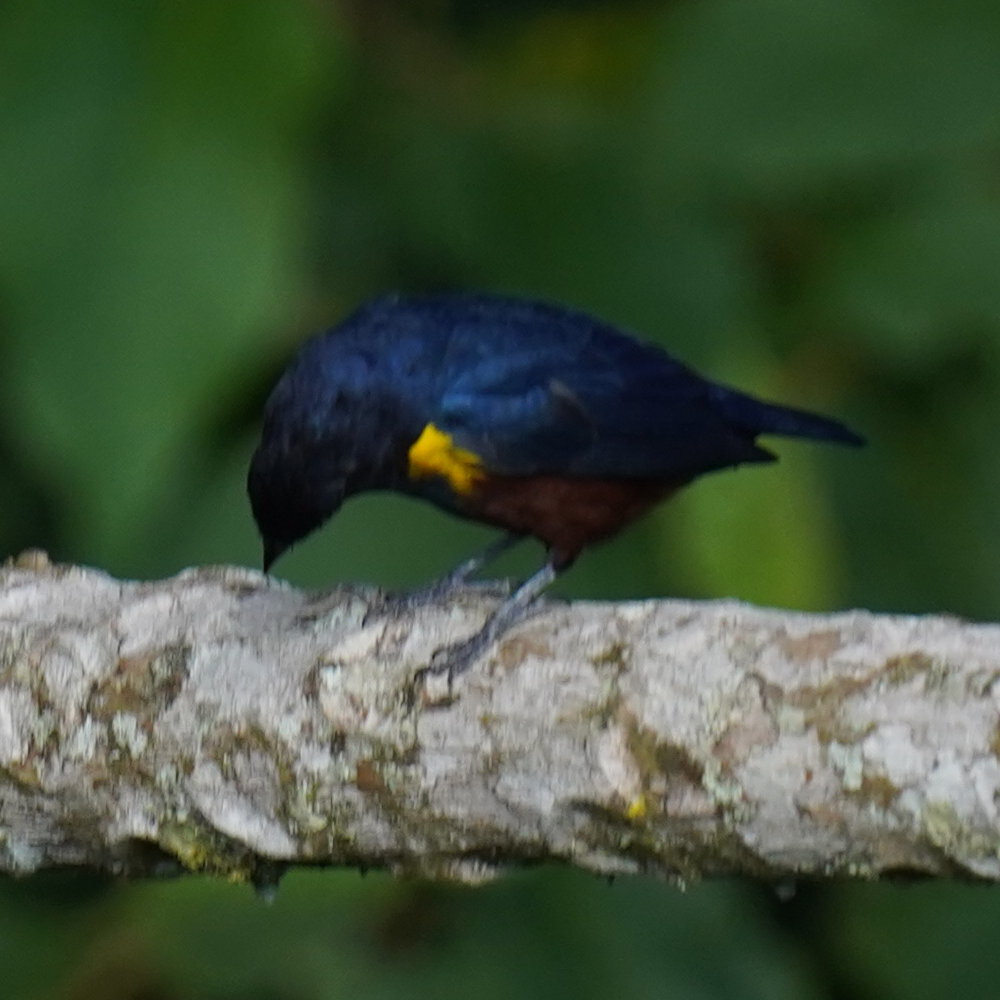 Chestnut-bellied Euphonia (Euphonia pectoralis), photo 4
