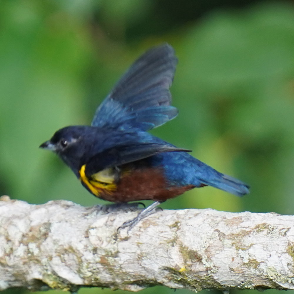 Chestnut-bellied Euphonia (Euphonia pectoralis), photo 3