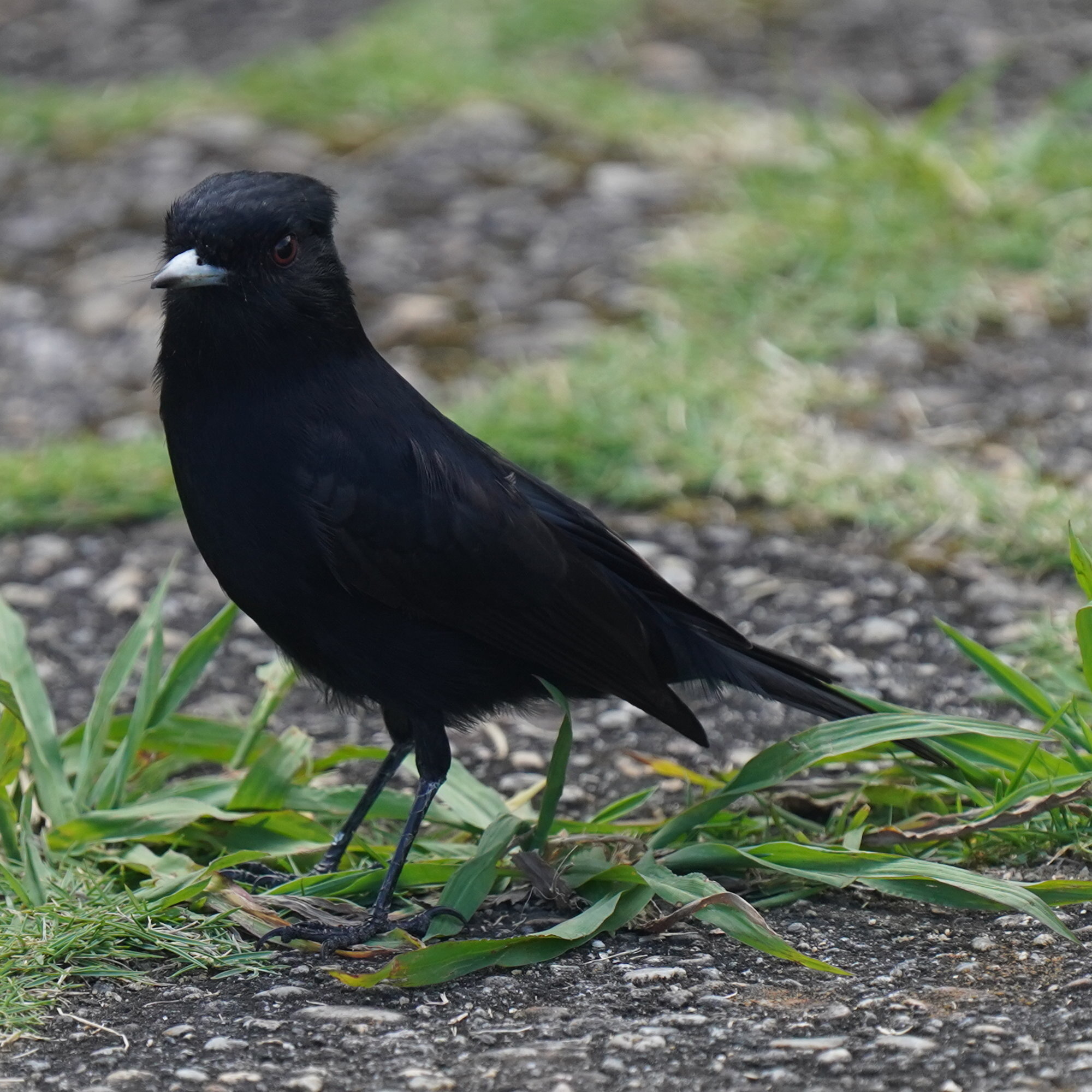 Velvety Black Tyrant (Knipolegus nigerrimus), photo 1