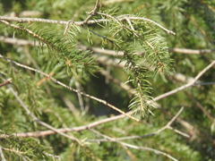 Picea