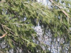 Picea