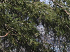 Picea