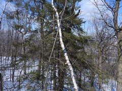 Picea