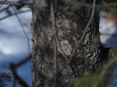 Picea