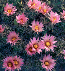 Coryphantha macromeris macromeris