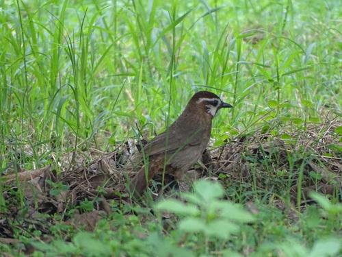 White-browed Laughingthrush (Pterorhinus sannio), photo 10