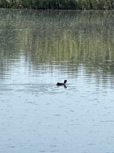 Eurasian Coot