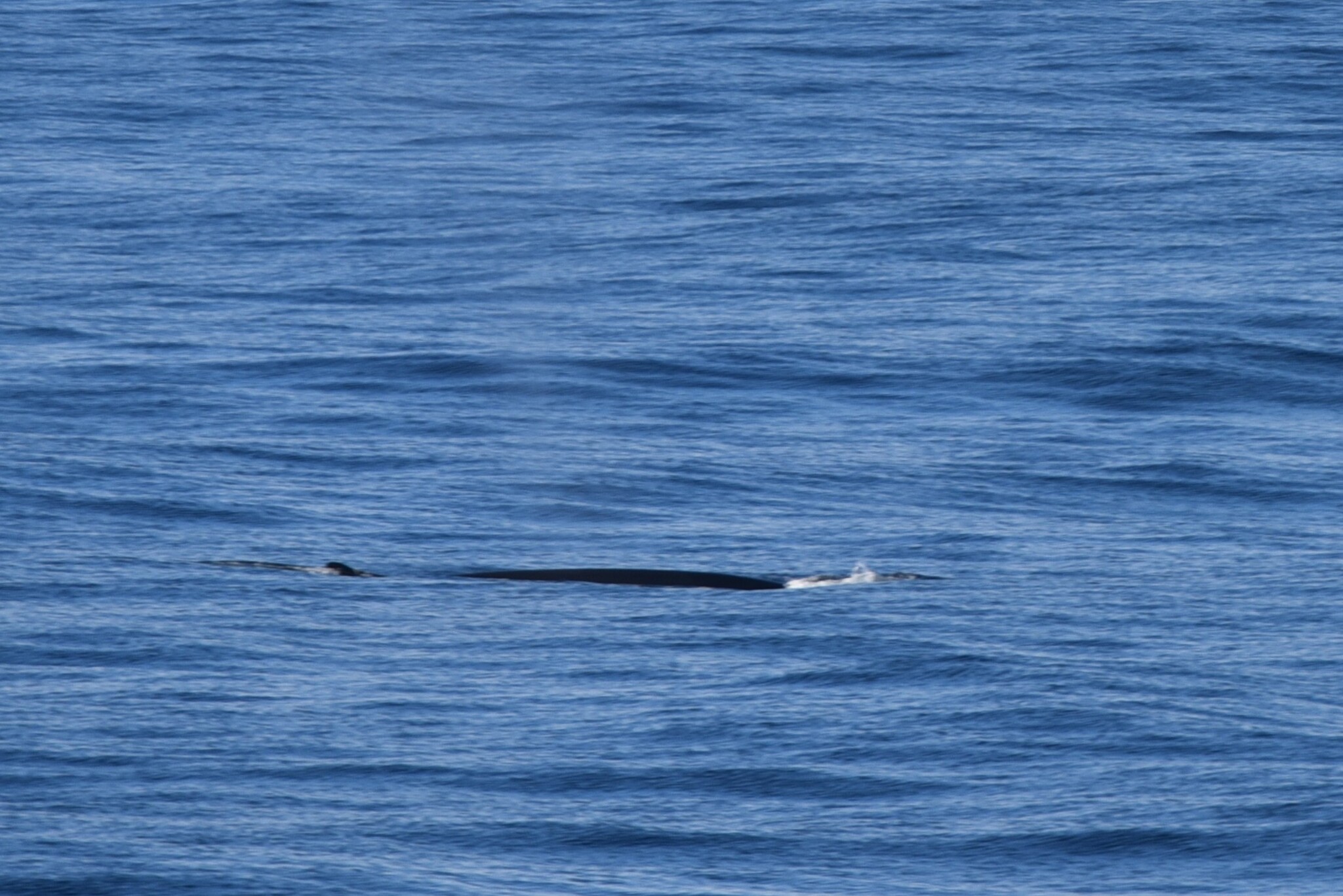 Balaenoptera physalus