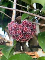 Hoya pubicalyx