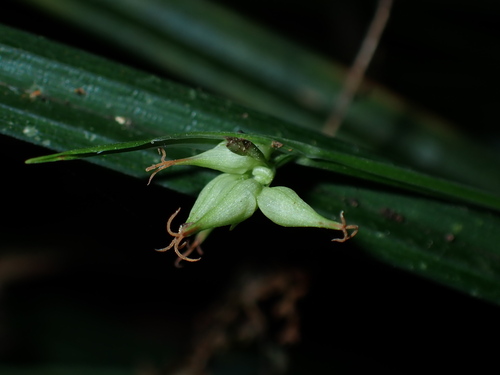 Carex arisanensis (Carex arisanensis)