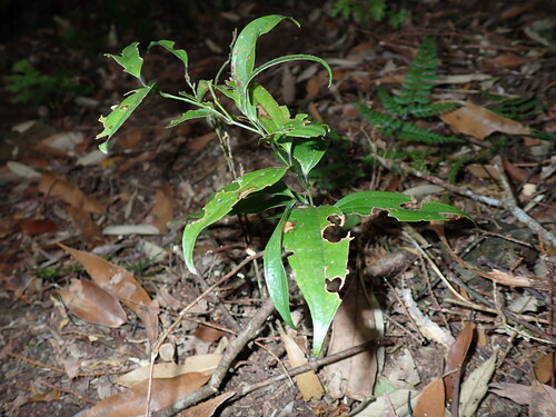 Smilax lanceifolia (Smilax lanceifolia)
