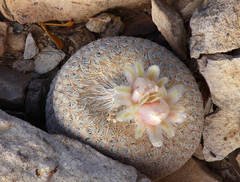 Epithelantha bokei