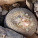 Boke's Button Cactus - Photo (c) Richard Reynolds, some rights reserved (CC BY-NC), uploaded by Richard Reynolds