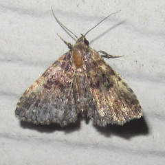 Metalectra miserulata