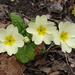 Primroses - Photo (c) Данил романюта, some rights reserved (CC BY), uploaded by Данил романюта