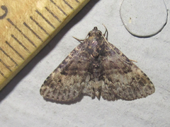 Metalectra miserulata