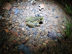 Ranoidea alboguttata