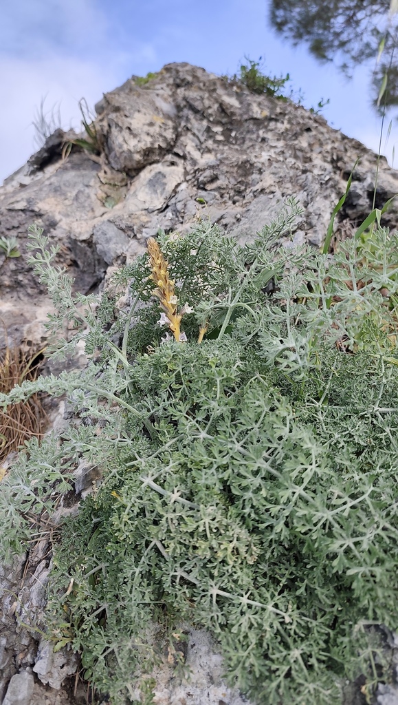 Orobanche zosimii