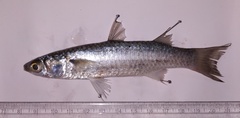 Planiliza
