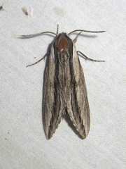 Sphinx vanbuskirki