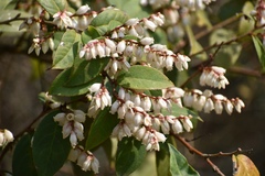 Pieris japonica