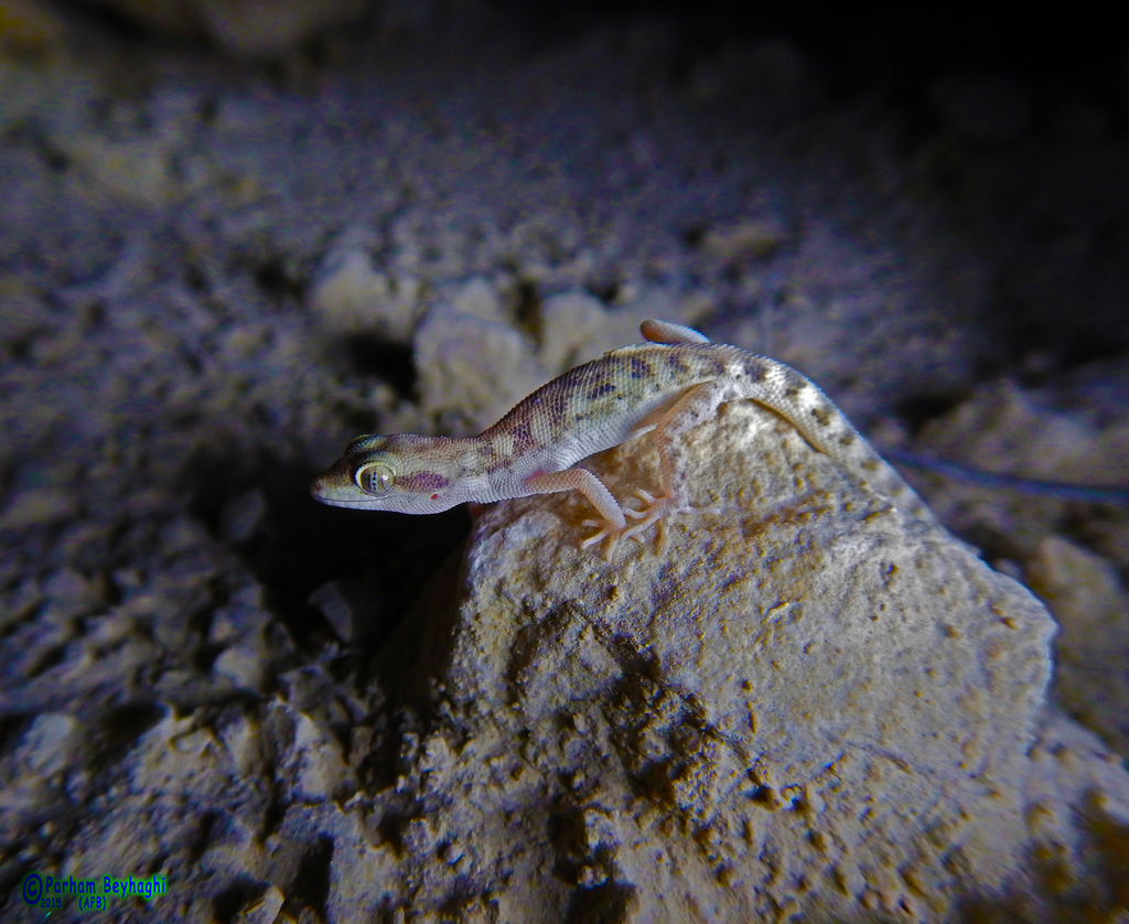 Nayband Dwarf Gecko