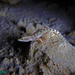 Nayband Dwarf Gecko - Photo (c) Parham Beyhaghi, some rights reserved (CC BY-NC), uploaded by Parham Beyhaghi