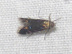 Strobisia proserpinella