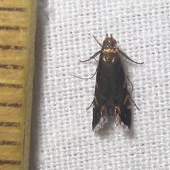 Strobisia proserpinella